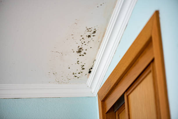 Best Mold Removal Specialists  in Medina, MN