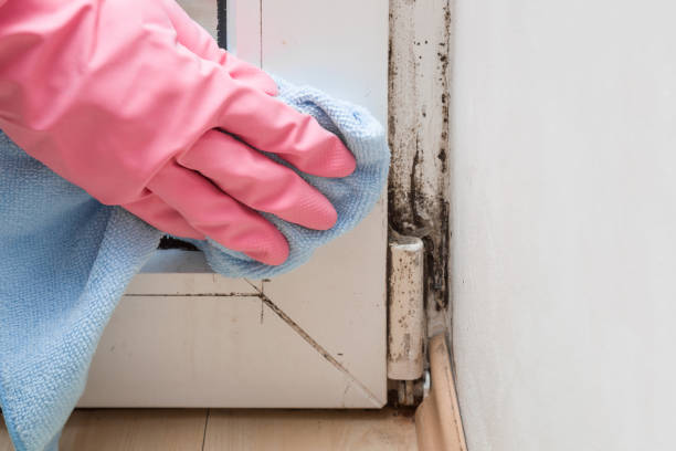 Mold Testing and Removal in Medina, MN